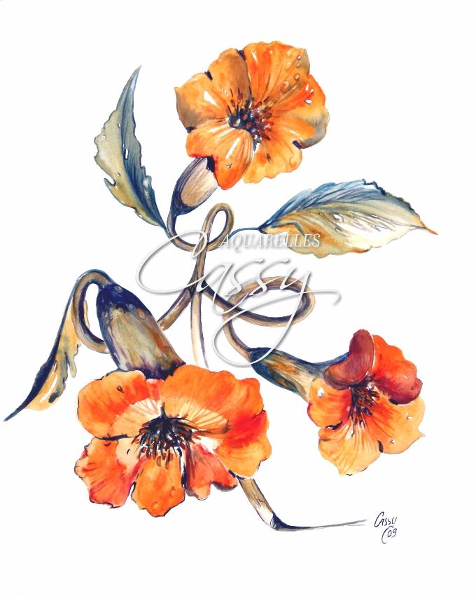 Volubilibis 41 cm X 31 cm